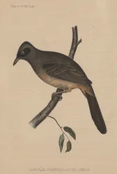 Garrulax Perspicillatus (Gmelin), 1855